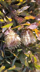 Protea magnifica