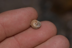 Cantharidella picturata