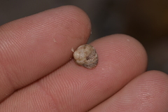 Cantharidella picturata