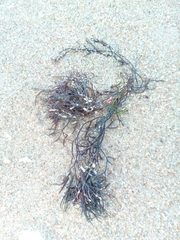 Furcellaria lumbricalis