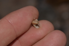 Cantharidella picturata