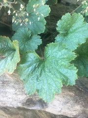 Heuchera parviflora saurensis