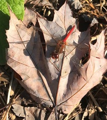 Sympetrum vicinum