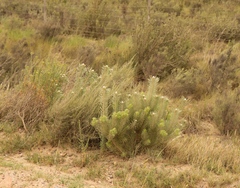 Leucadendron galpinii