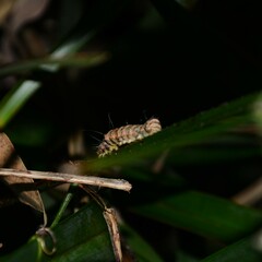 Coenotoca subaspersa