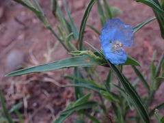 Commelina modesta