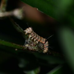 Coenotoca subaspersa