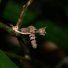 Coenotoca subaspersa