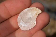 Isognomon nucleus