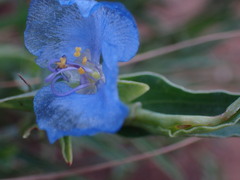 Commelina modesta