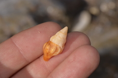 Nodopelagia brazieri