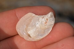 Isognomon nucleus