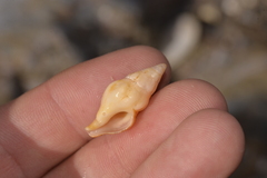 Nodopelagia brazieri