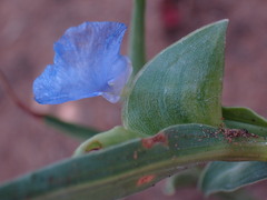 Commelina modesta
