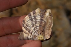 Pinctada maculata