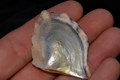 Pinctada maculata