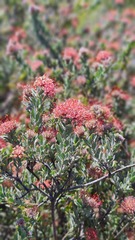Leucospermum calligerum