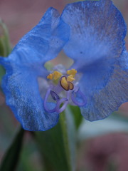 Commelina modesta