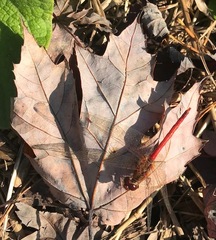 Sympetrum vicinum