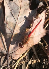 Sympetrum vicinum