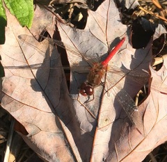 Sympetrum vicinum
