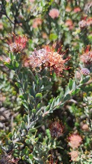 Leucospermum calligerum
