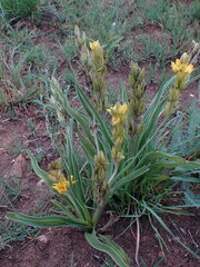 Hypoxis obtusa