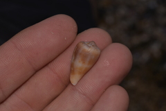 Conus papilliferus