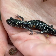 Plethodon
