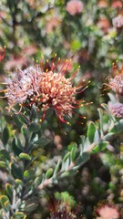 Leucospermum calligerum