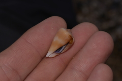 Conus papilliferus