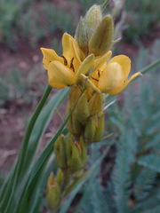 Hypoxis obtusa