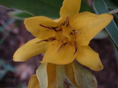 Hypoxis obtusa