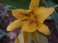 Hypoxis obtusa