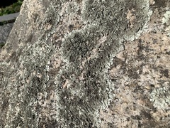 Xanthoparmelia conspersa