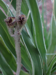 Hypoxis obtusa