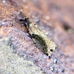 Statherotis pendulata