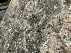 Xanthoparmelia conspersa