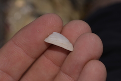 Tugali parmophoidea
