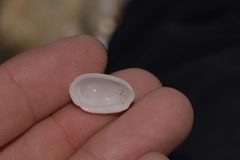 Tugali parmophoidea