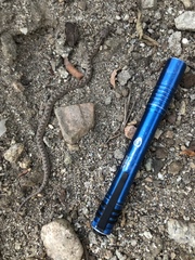 Hypsiglena ochrorhynchus