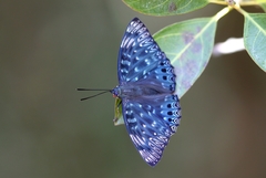 Dichorragia nesimachus