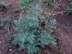 Pelargonium dolomiticum