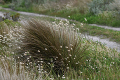 Poa