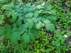 Actaea spicata