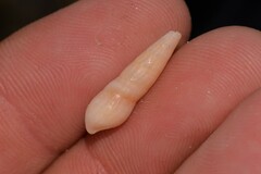 Terebridae