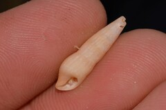 Terebridae