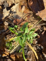 Sceptridium oneidense