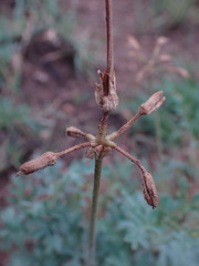 Pelargonium dolomiticum