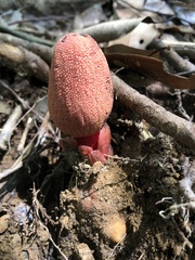 Balanophora yakushimensis